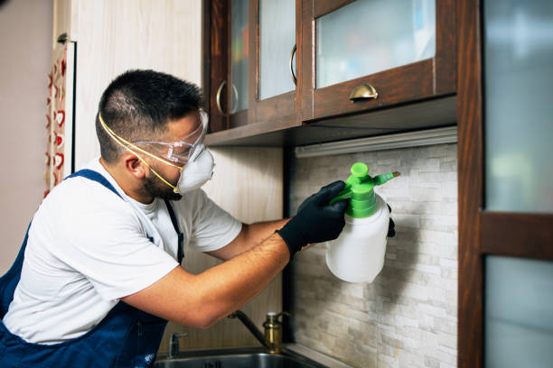 Best Local Pest Control Services  in Rainsville, AL