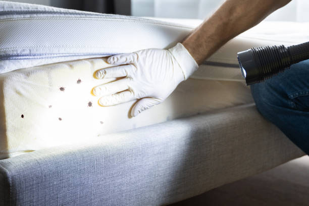 Best Pest Inspection Near Me  in Rainsville, AL