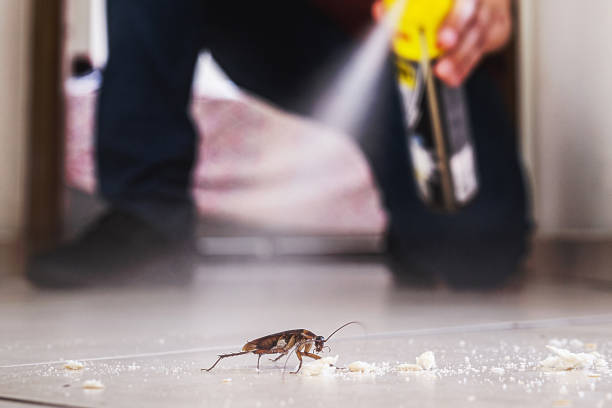 Best Pest Prevention Services  in Rainsville, AL